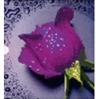 Купить Набор алмазной вышивки Фиолетовая роза 22 х 22 см (арт. PR064) частичная выкладка Купить Набор алмазной вышивки Фиолетовая роза 22 х 22 см (арт. PR064) частичная выкладка