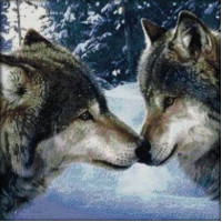 Купить Набор вишивки крестиком з нитками Пара волков 44х44 см (арт. MK133) Купить Набор вишивки крестиком з нитками Пара волков 44х44 см (арт. MK133)