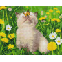 Котик з метеликом на носі