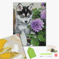 Цуценя хаскі і жоржини Цуценя хаскі і жоржини