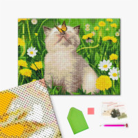 Котик з метеликом на носі Котик з метеликом на носі