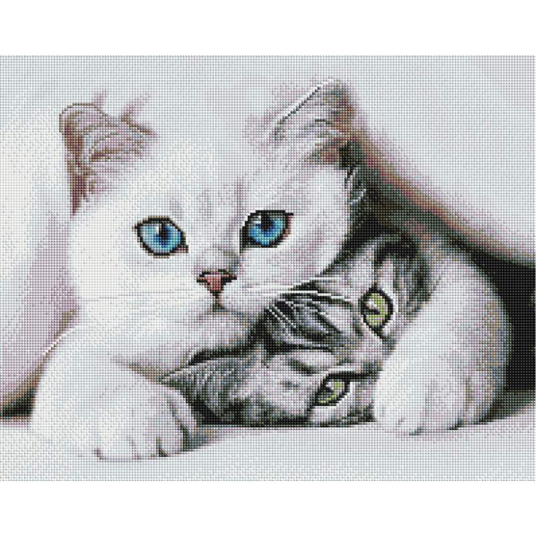Нахабний котик