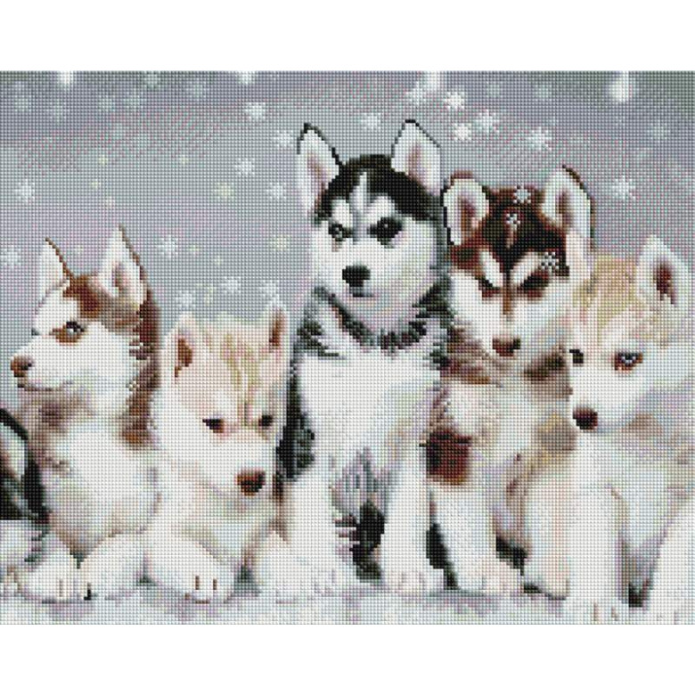 Дружні хаскі