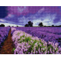 Lavender field