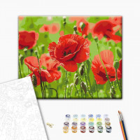 Червоні маки Червоні маки