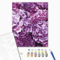 Краса гортензій Краса гортензій