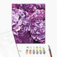 Краса гортензій Краса гортензій