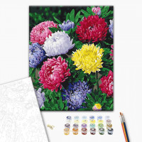 Різнобарвні айстри Різнобарвні айстри