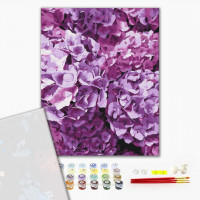 Краса гортензій Краса гортензій