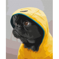 Мопс в худі