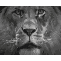 Лев в чорно-білих тонах
