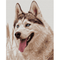 Сіроманець