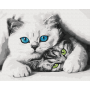 Муркотики