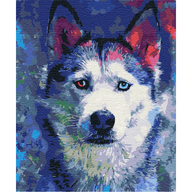 Погляд Хаскі