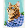 Лазурний котик © Anna Kulyk