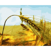 Житній колос