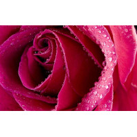 Алмазна живопис ТМ Алмазна мозаїка Бутон троянди (DM-248, Без підрамника)