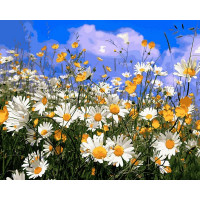 VP1255 Забарвлення за номерами Поле ромашок Babylon VP1255 Забарвлення за номерами Поле ромашок Babylon