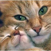 Картина алмазна вишивка My Art Мама кішка (TN814, На підрамнику)