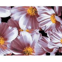 AS0355 Розмальовка за цифрами Ніжні маргаритки ArtStory AS0355 Розмальовка за цифрами Ніжні маргаритки ArtStory