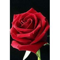 Вишивання камінням ТМ Алмазна мозаїка Бутон троянди (DM-312, Без підрамника)