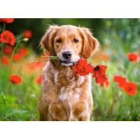 Алмазна техніка My Art Вірний друг (TN684, На підрамнику)