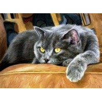 Алмазна живопис My Art Сонний кіт (TN921, На підрамнику)