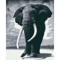 RB-0166 Картина за номерами Слон Riviera Blanca