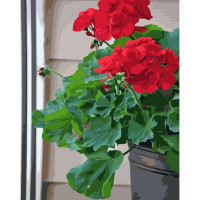 SR-VA-3326 Розмальовка за номерами Домашня гераньStrateg SR-VA-3326 Розмальовка за номерами Домашня гераньStrateg