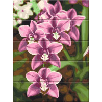 ASW227 Картини за номерами Рожеві орхідеїArtStory