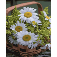 SR-GS1075 Живопис по номерам Ромашки в кошикуStrateg