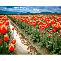 W4320 Картина за номерами Море тюльпанів W4320 Картина за номерами Море тюльпанів