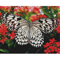 Алмазна вишивка Брашмі Метелик на квітах (GF3482, На підрамнику)