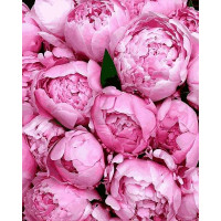 VP1411 Картина за номерами Витончені півонії Babylon VP1411 Картина за номерами Витончені півонії Babylon