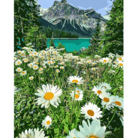SR-GS1093 Малюнок по цифрам Ромашки у горахStrateg