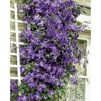 MR-Q430 Малювання за цифрами Бузковий килим Mariposa MR-Q430 Малювання за цифрами Бузковий килим Mariposa