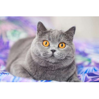 Алмазна мозаїка Strateg Зацікавлений сірий кіт (GA0004, На підрамнику)