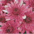 Мозаїка алмазна Dream Art Рожеві хризантеми (50 х 50 см) (DA-31868, Без підрамника)