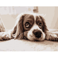 SR-B-DY086 Картина по цифрам Мрійливий спаніельStrateg SR-B-DY086 Картина по цифрам Мрійливий спаніельStrateg